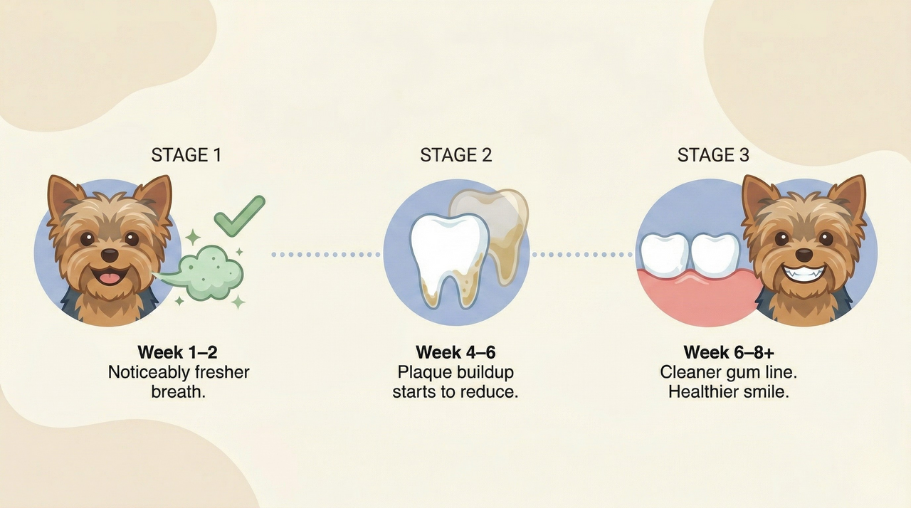 Progressive timeline: Week 1-2 fresh breath, Week 4-6 less plaque, Week 6-8 clean gumline