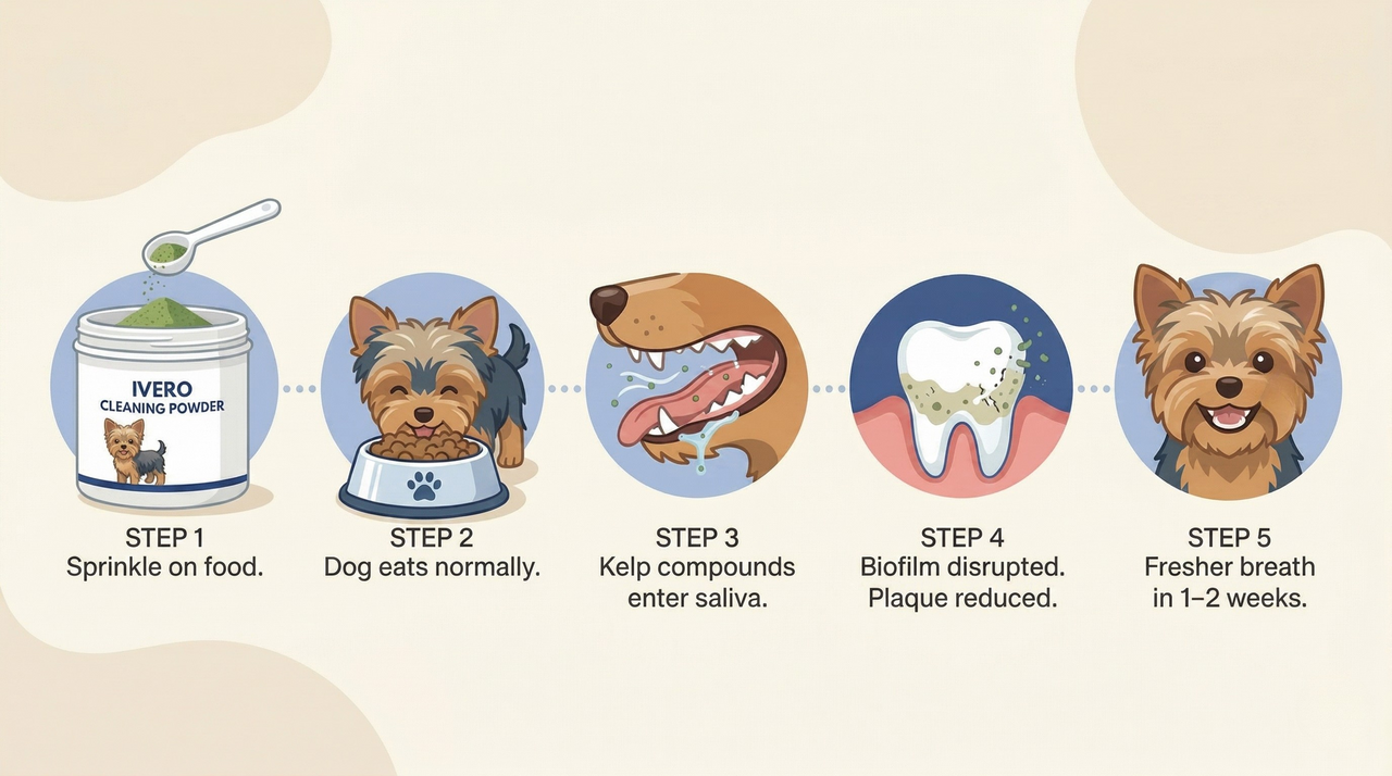 Illustrated journey: powder to saliva to biofilm disruption to results